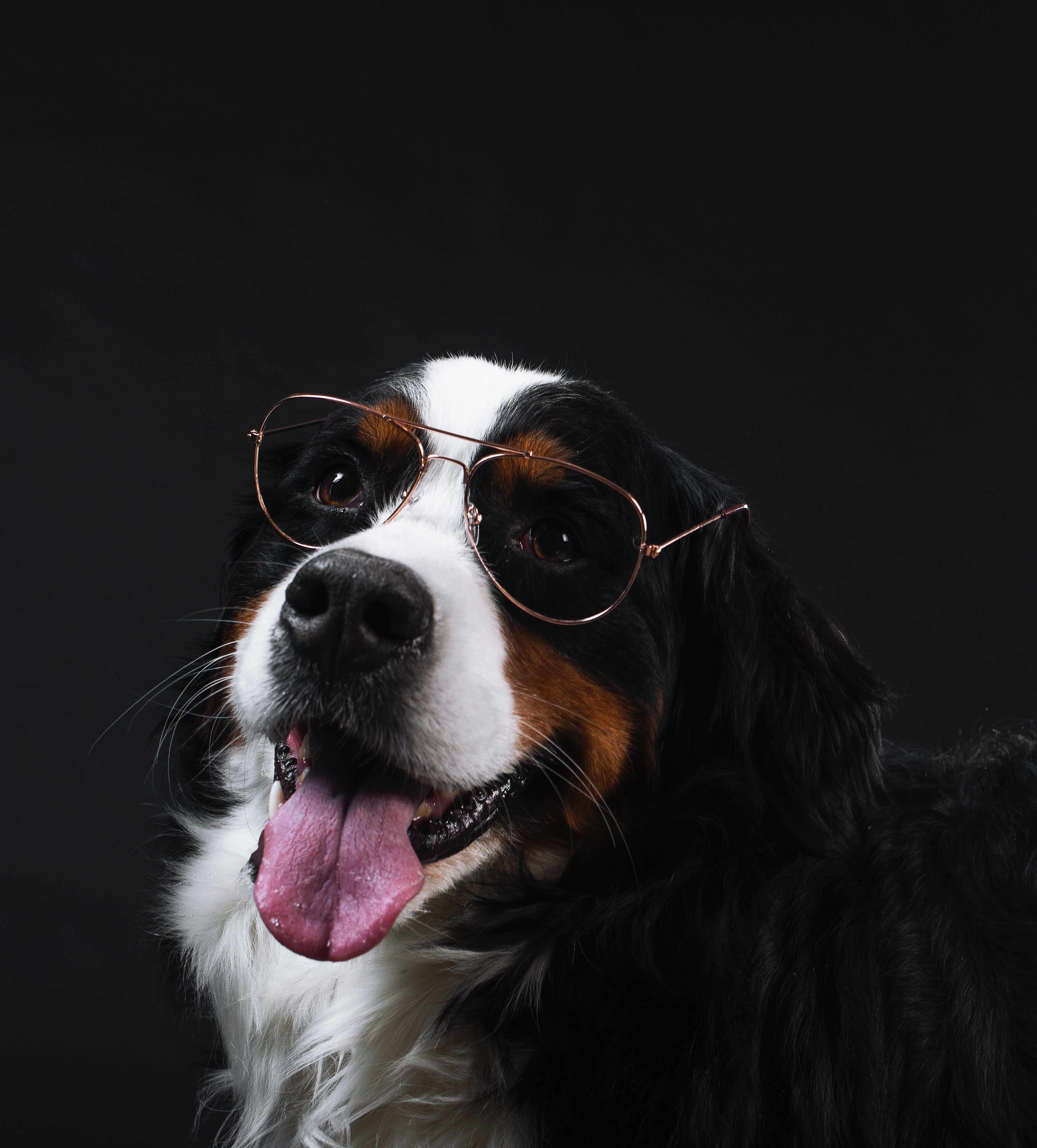 Pet Foods