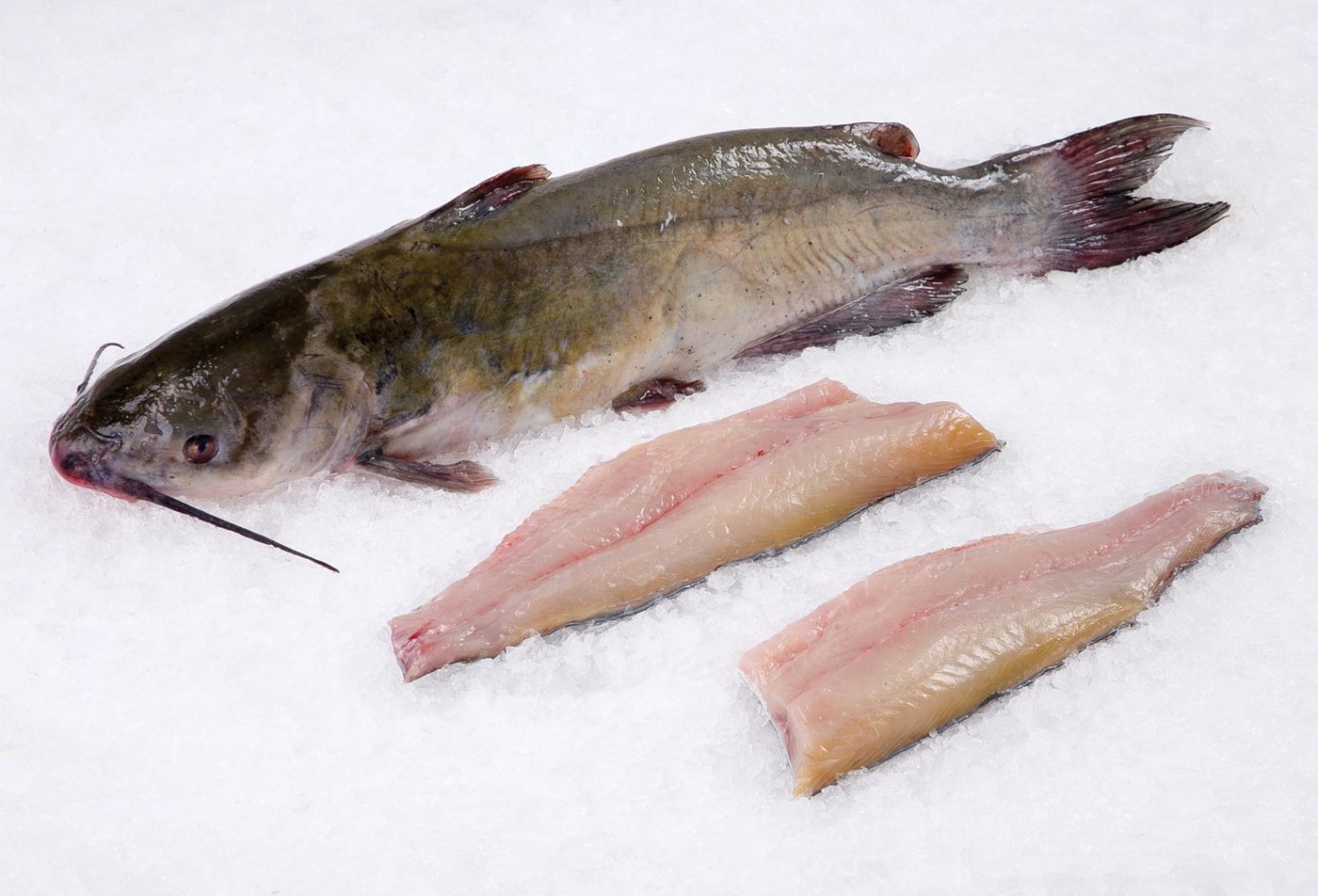 Cat Fish