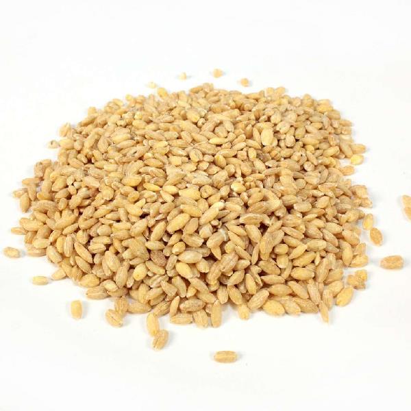 Commodity Pearl Bean Barley Bags 25 Pound Each - 1 Per Case.