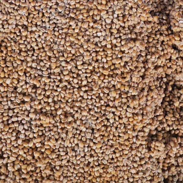 Savor Imports Wheatberry Individual Quick Frozen Fully Cooked 30 Pound Each - 1 Per Case.